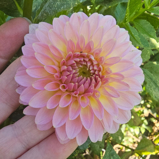 Vista Kestyn Dahlia