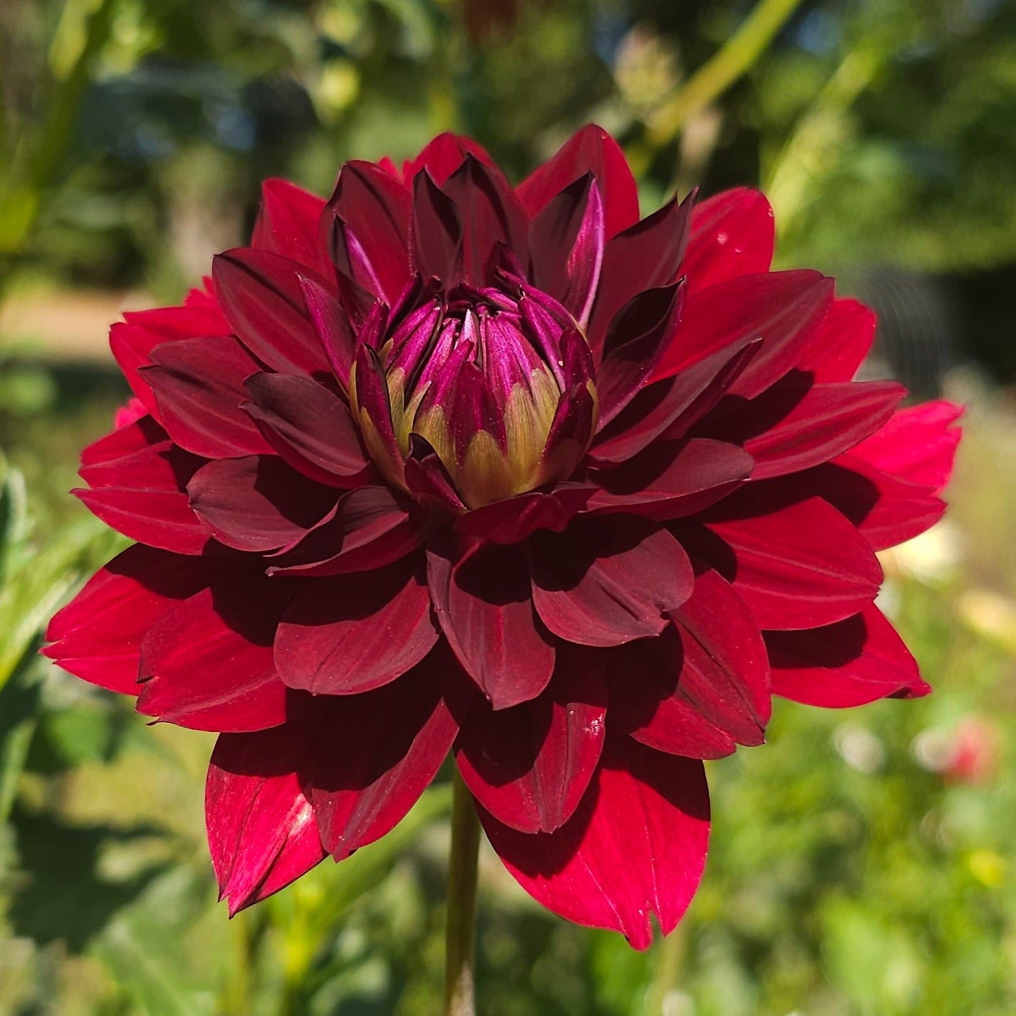 Hollyhill Black Widow Dahlia