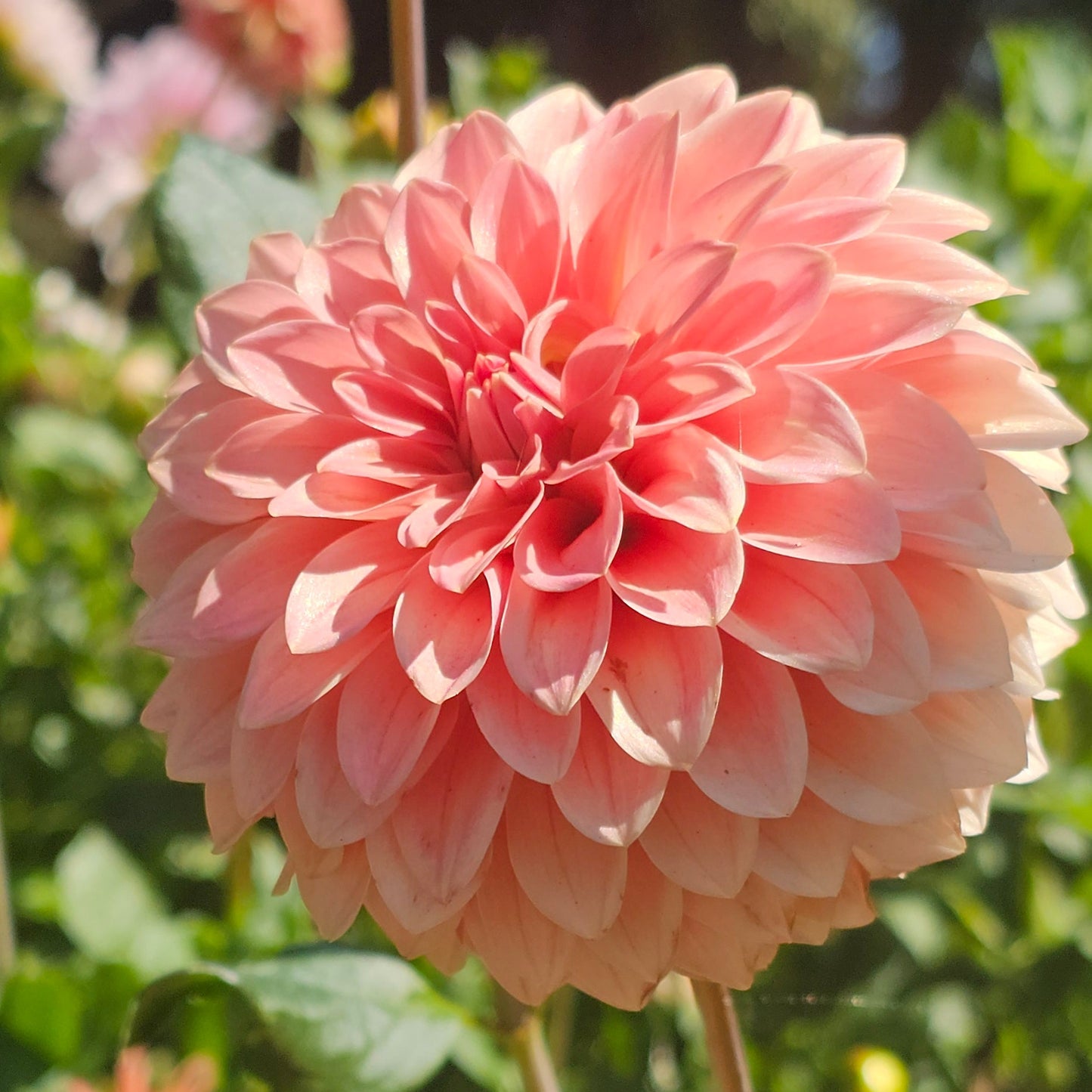 KA's® Guava Dahlia  - Limit 1 * PLEASE READ DESCRIPTION