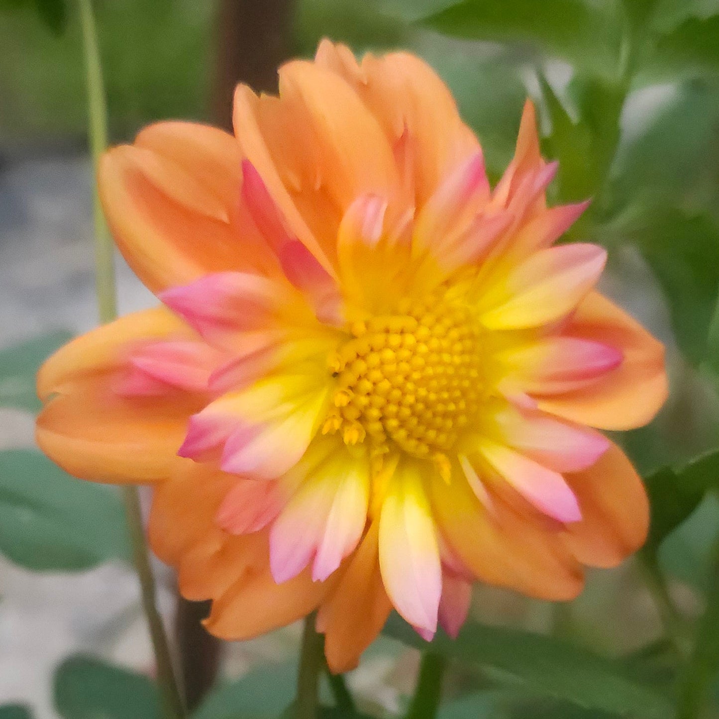 Bloomquist Behold Dahlia