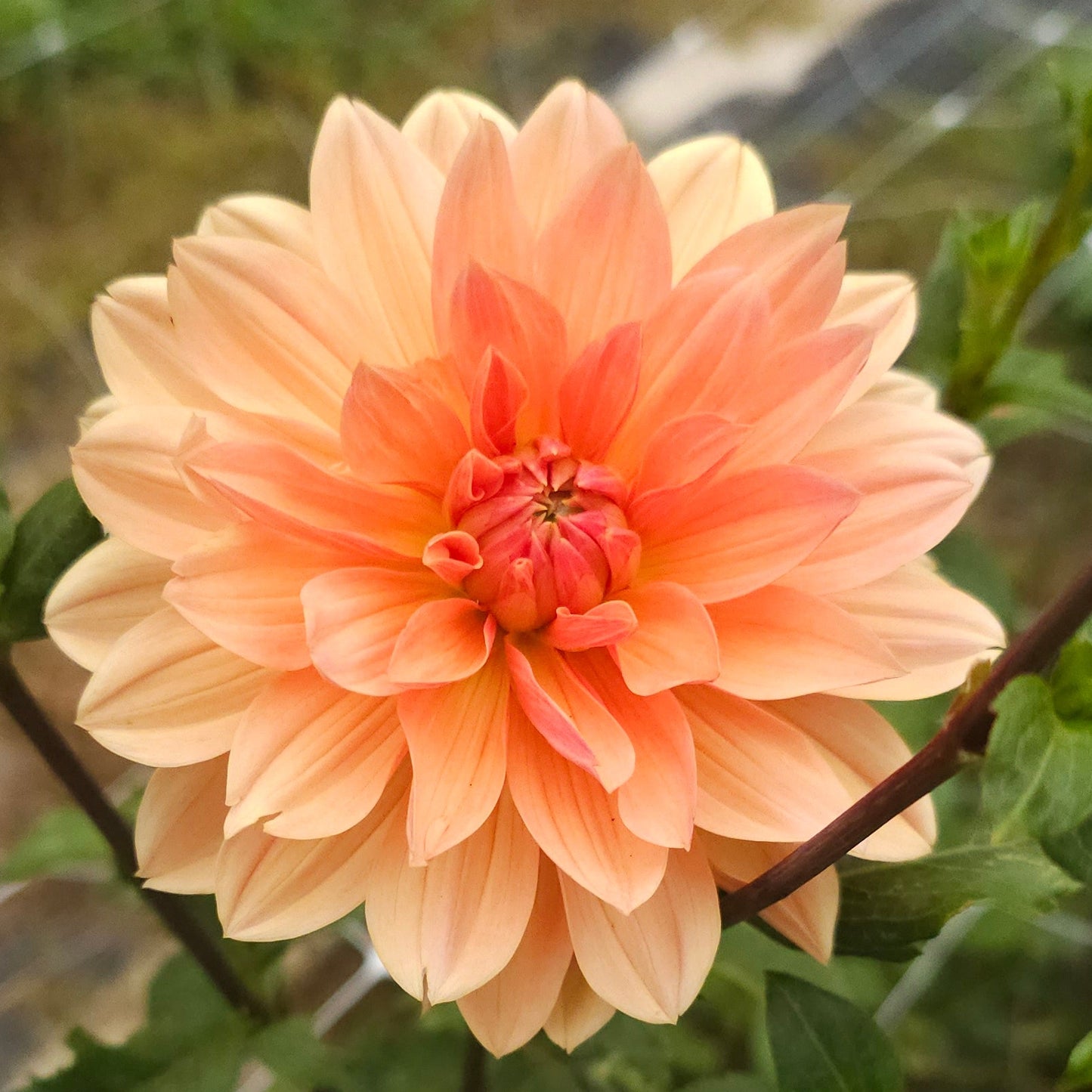 Apricot Desire Dahlia
