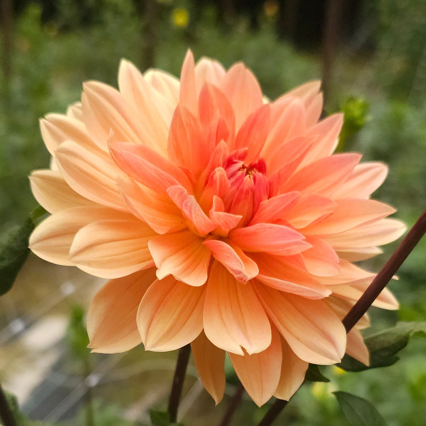 Apricot Desire Dahlia