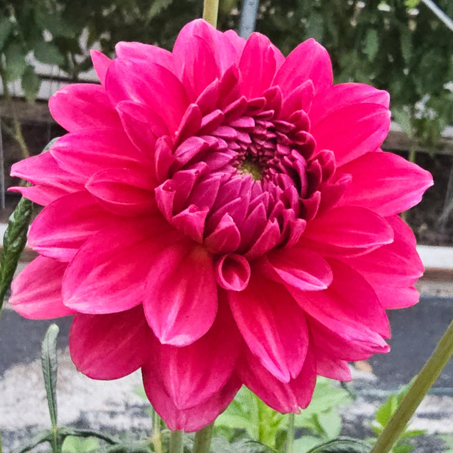 Perch Hill Dahlia