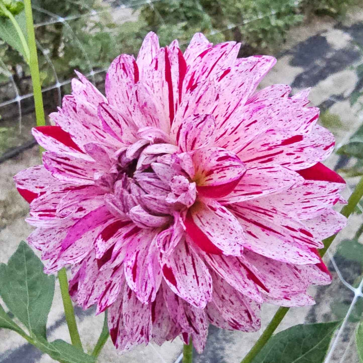 Calamity Shane Dahlia