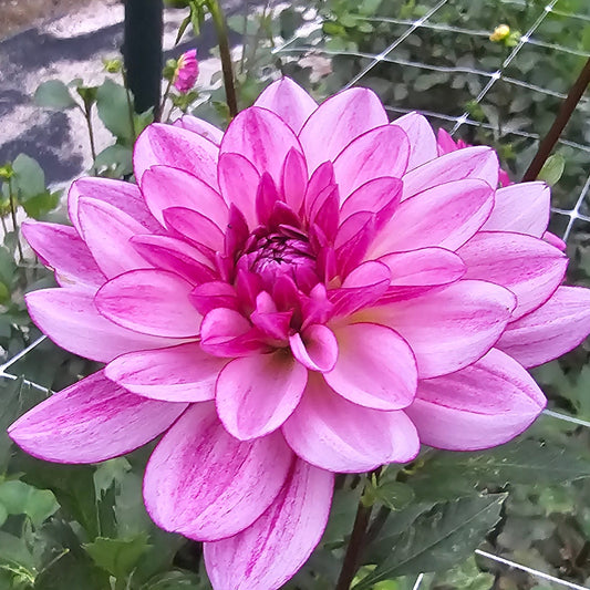 Seduction Dahlia