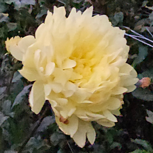 Sandia Gold Dahlia