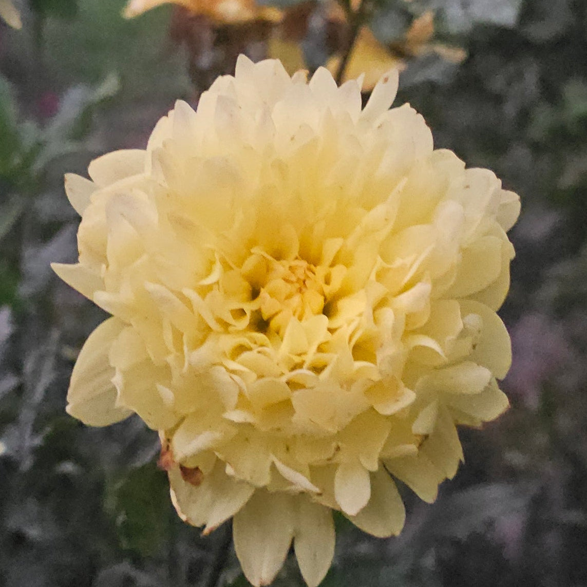 Sandia Gold Dahlia