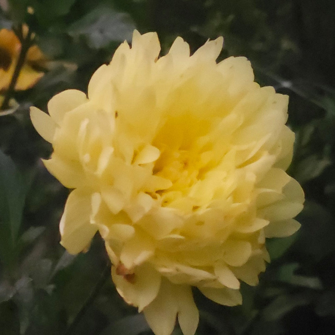 Sandia Gold Dahlia