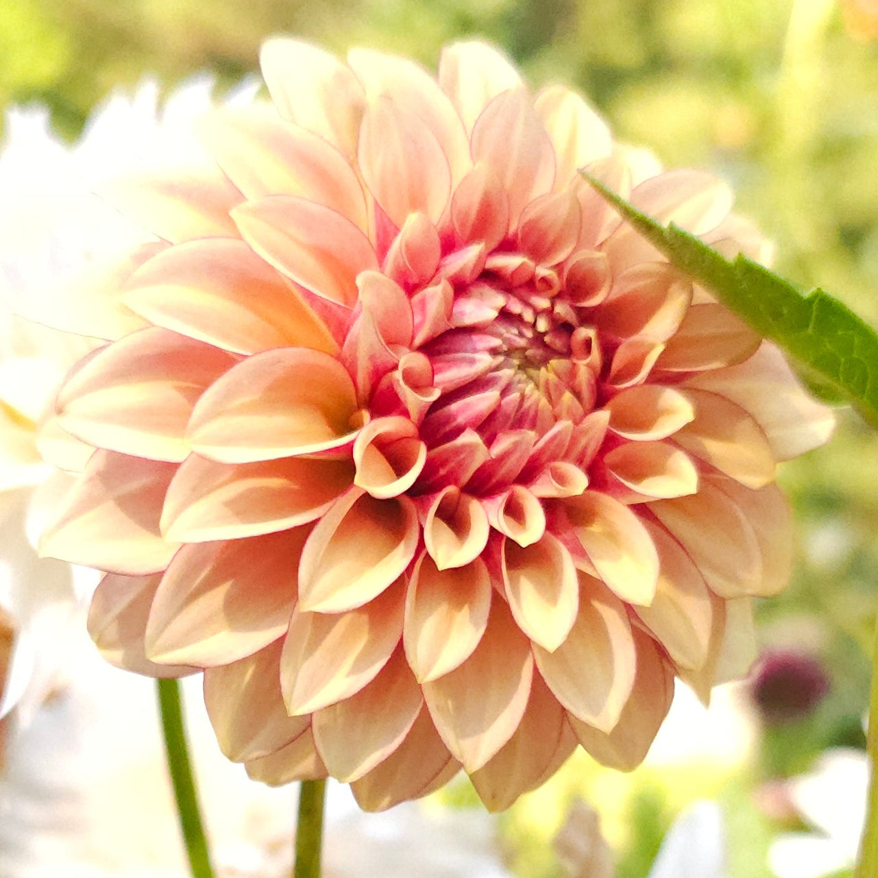 KA's®Creme Brulee Dahlia - Limit 1 * PLEASE READ DESCRIPTION