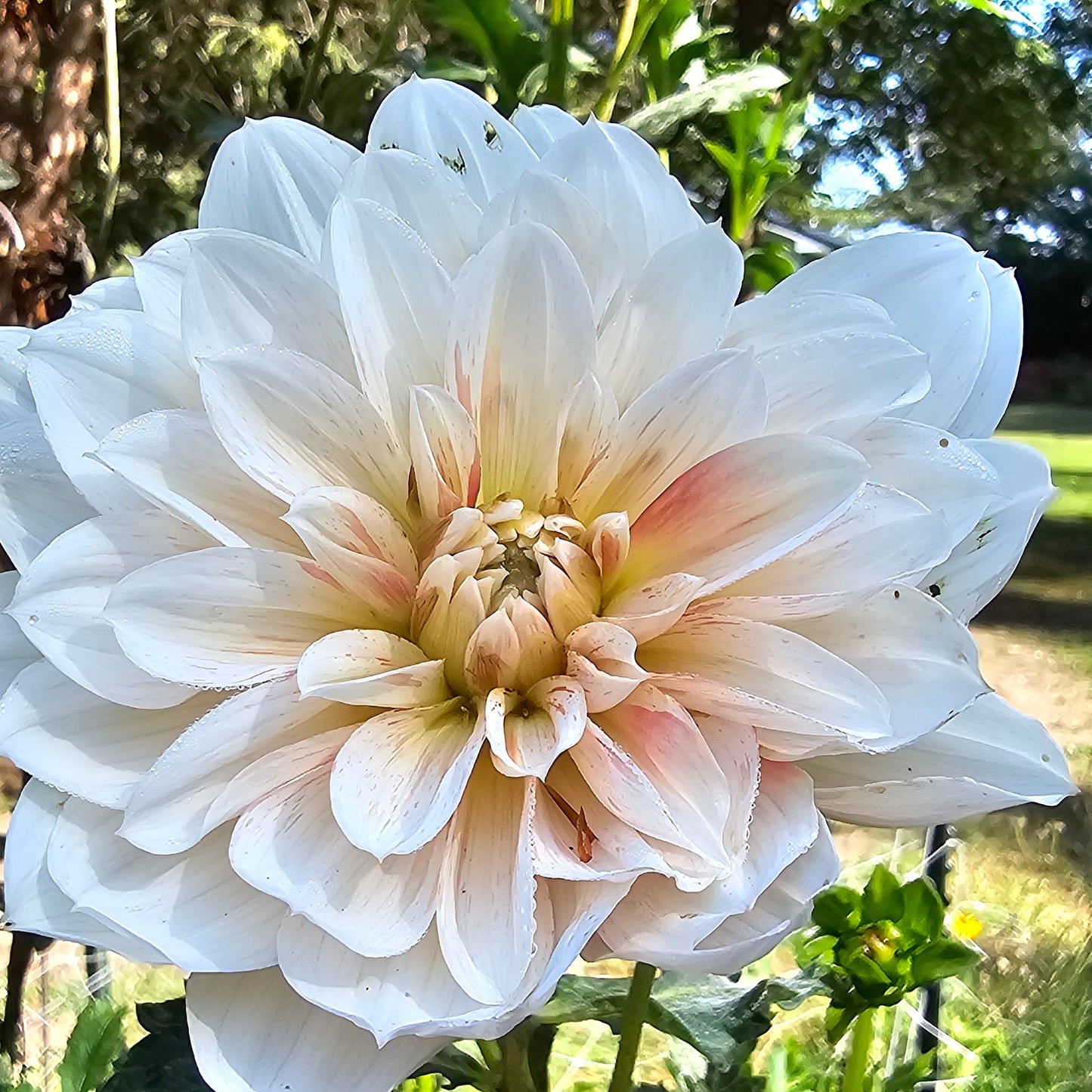 Hollyhill Snowfire Dahlia