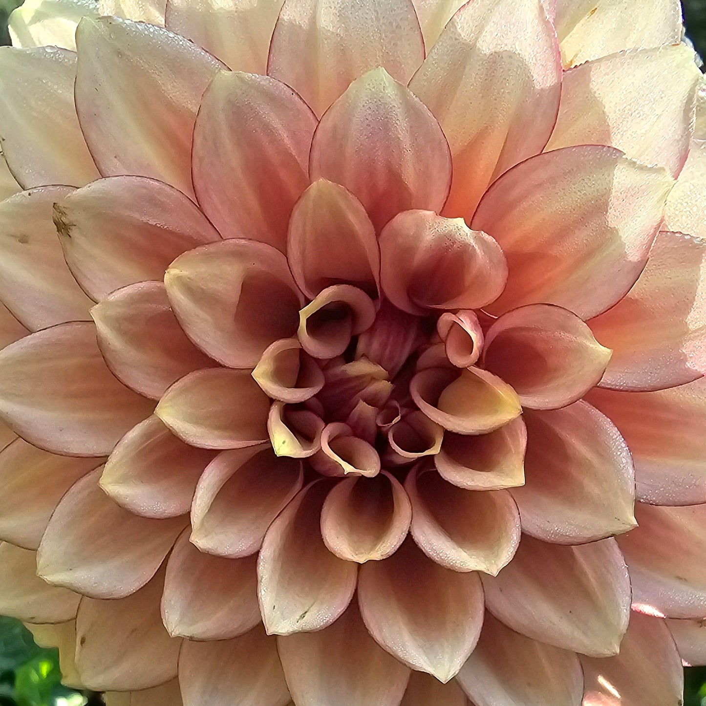 KA's®Creme Brulee Dahlia - Limit 1 * PLEASE READ DESCRIPTION