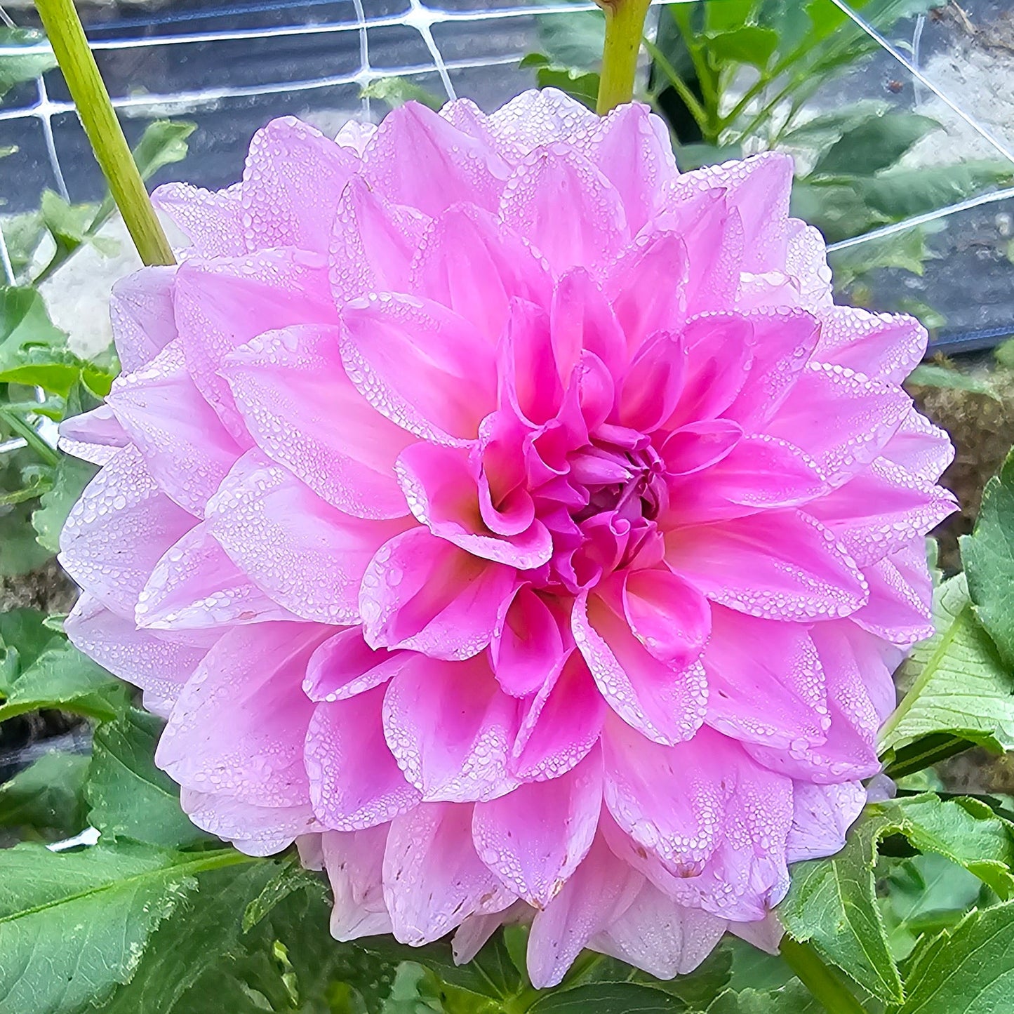 Rock Run Mark Dahlia