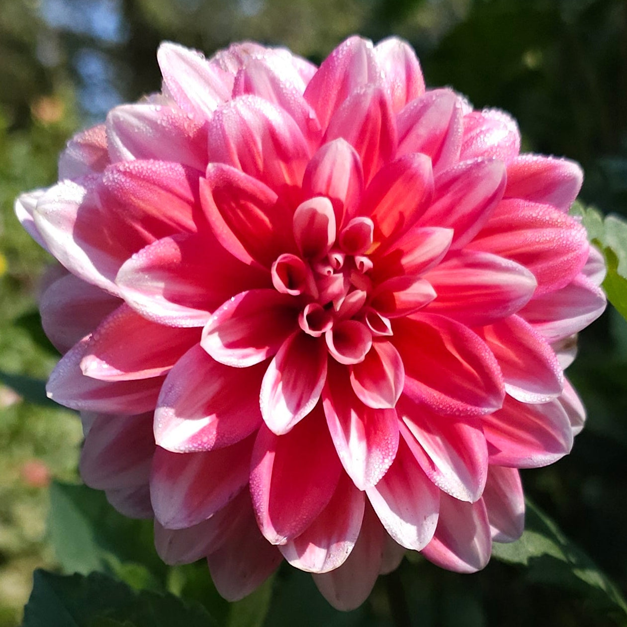 Vian 2 to Tango Dahlia