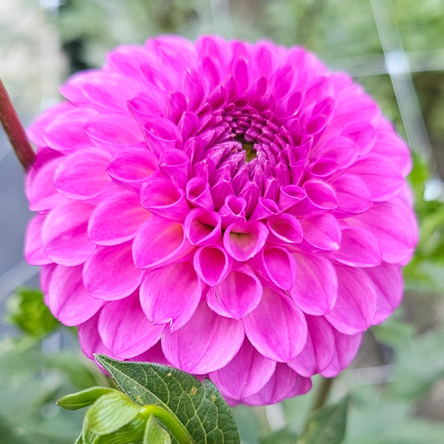 Ferncliff Violet Dahlia