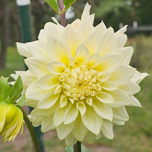 Lee's Halo Dahlia