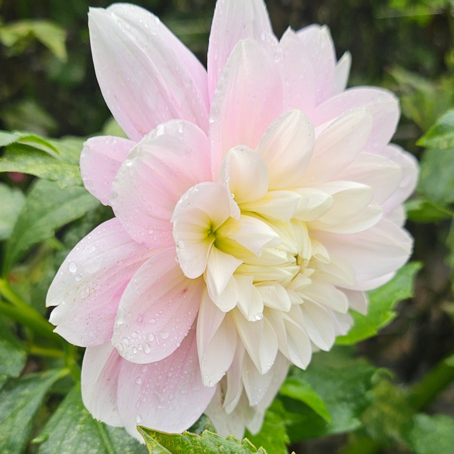 Randi Dawn Dahlia - LIMIT 1