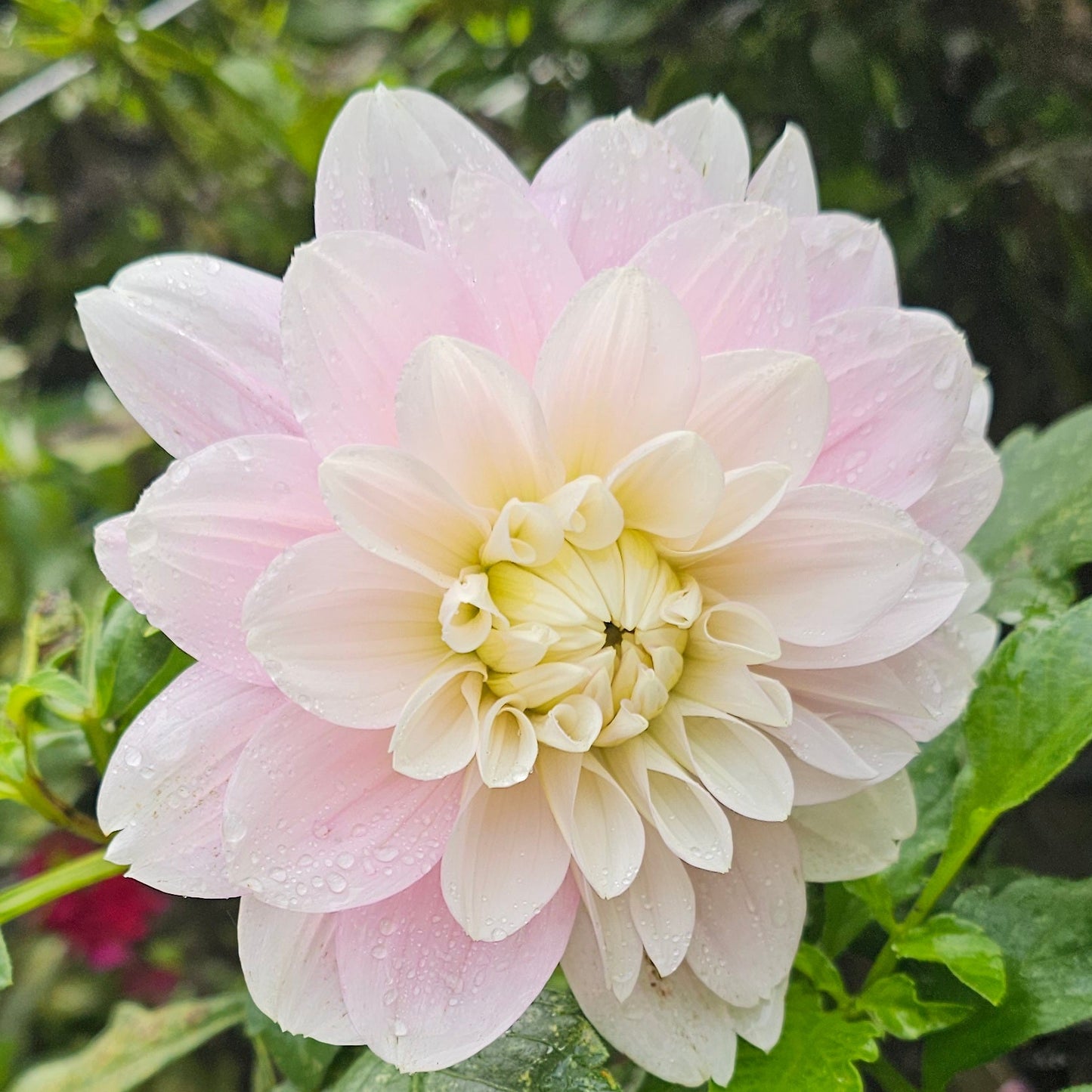 Randi Dawn Dahlia - LIMIT 1