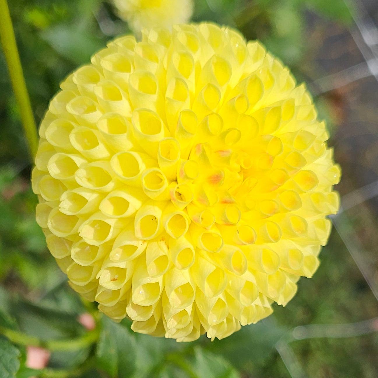 Irish Delight Dahlia