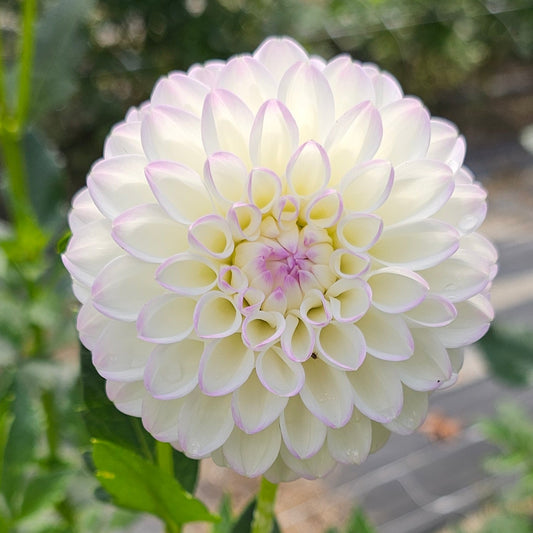 Gaylen Rose Dahlia