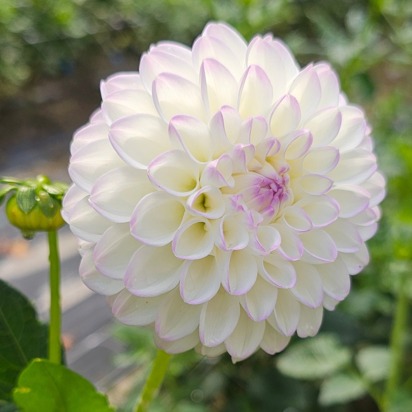 Gaylen Rose Dahlia
