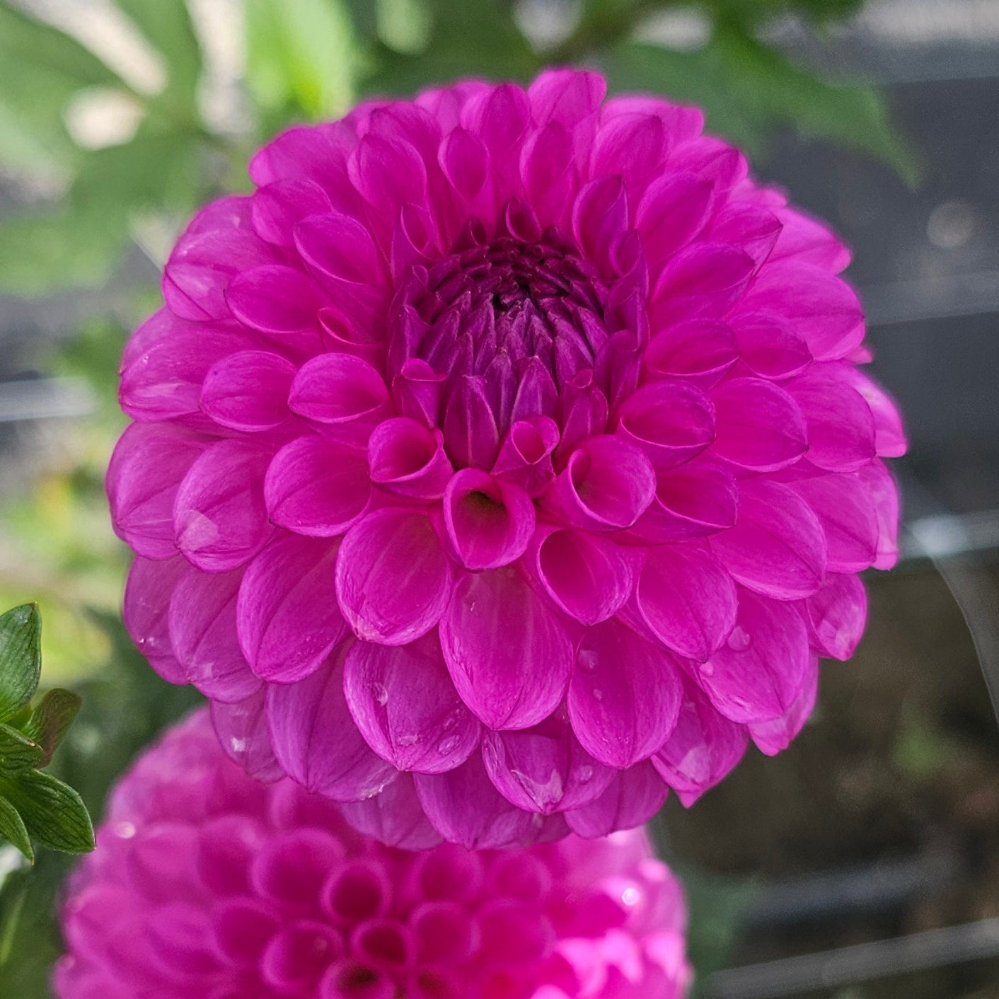 Ferncliff Violet Dahlia