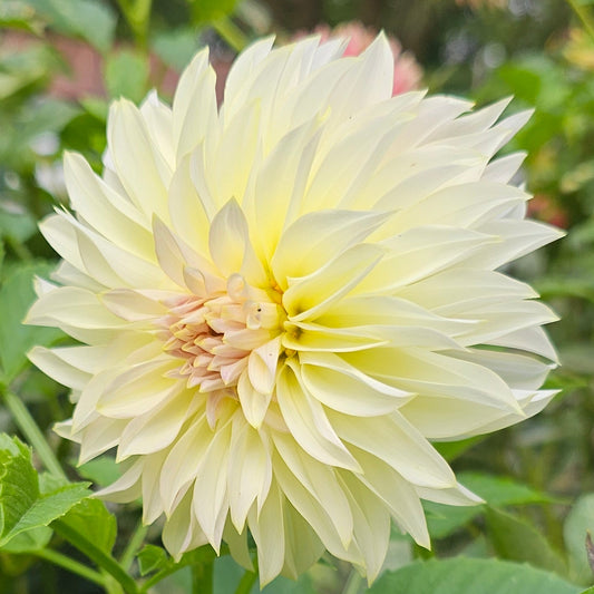 KA's®Champagne Dahlia - Limit 1 * PLEASE READ DESCRIPTION