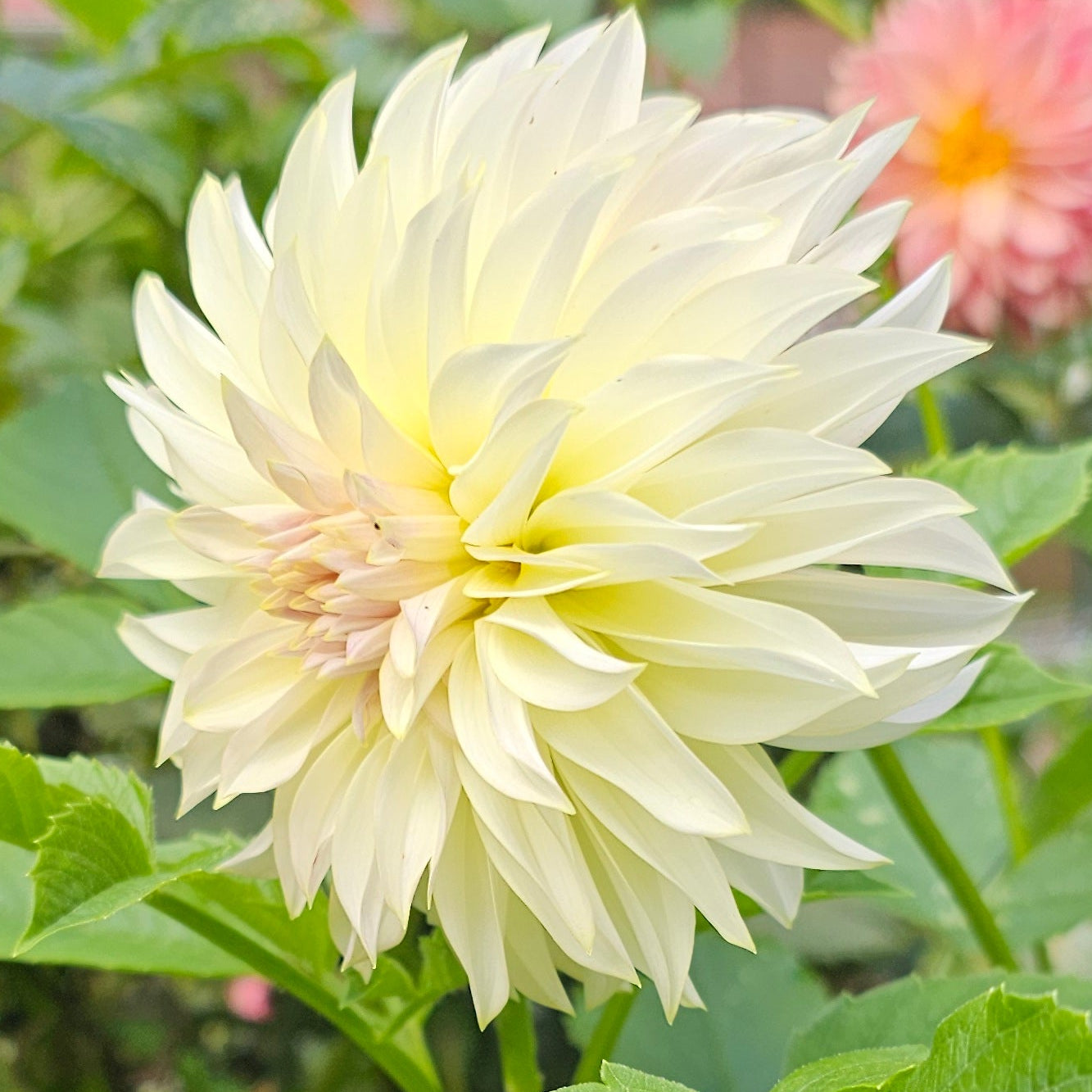 KA's®Champagne Dahlia - Limit 1 * PLEASE READ DESCRIPTION