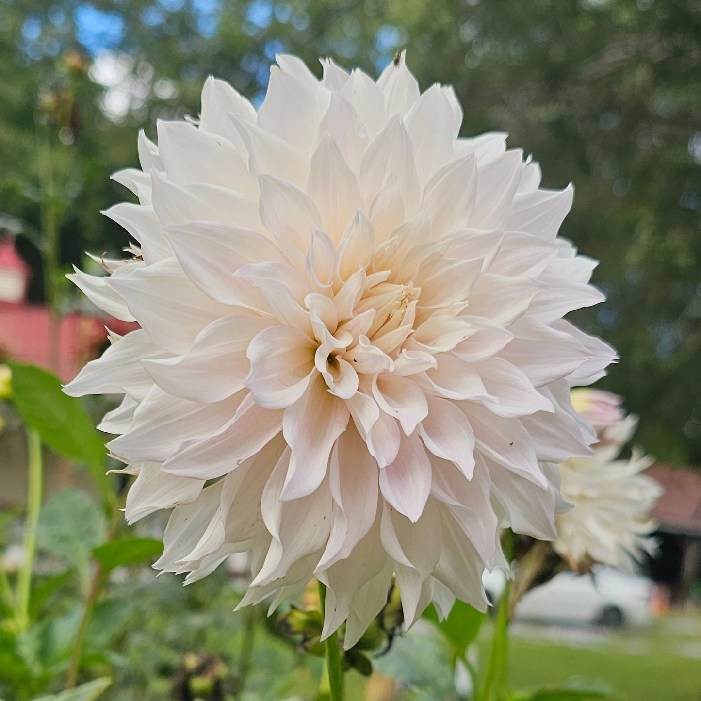 KA's® Lavender Blush Dahlia  - Limit 1 * PLEASE READ DESCRIPTION