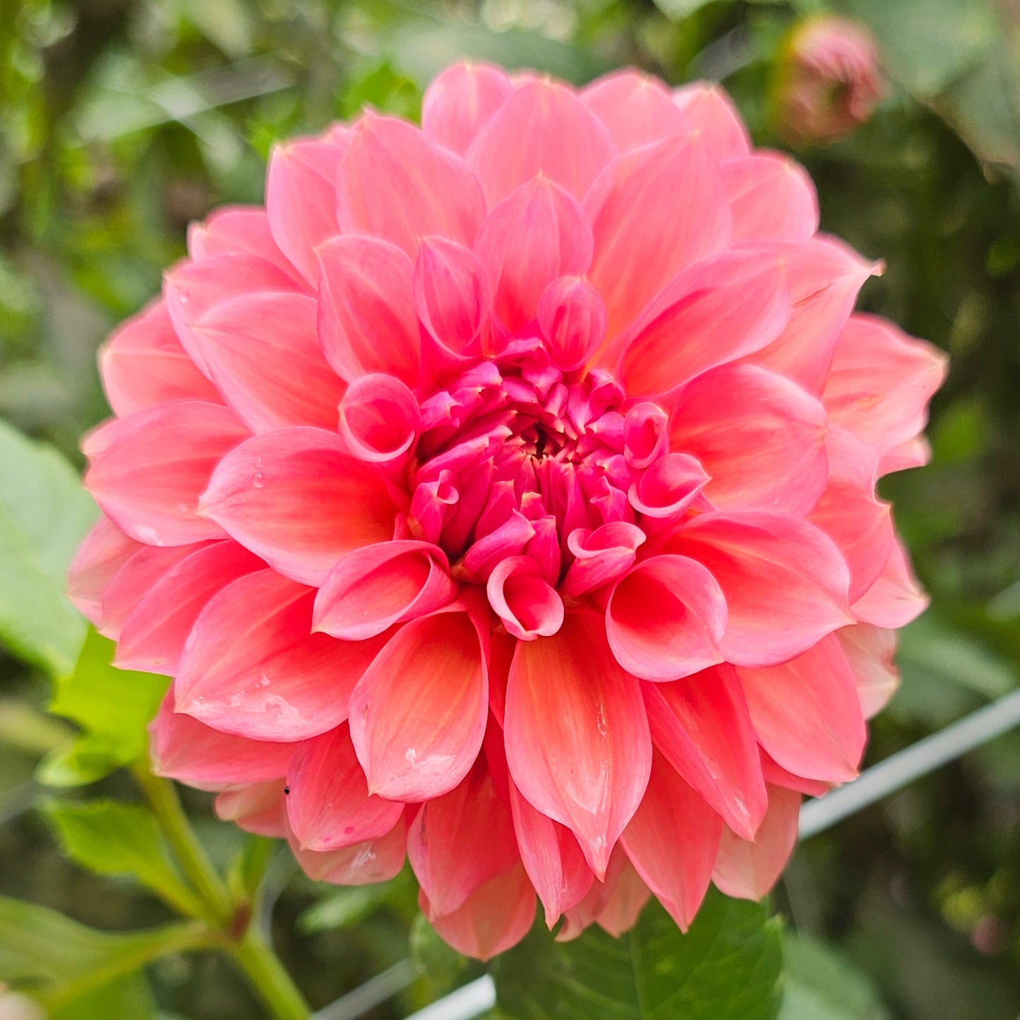 RM Pink Sugar Dahlia