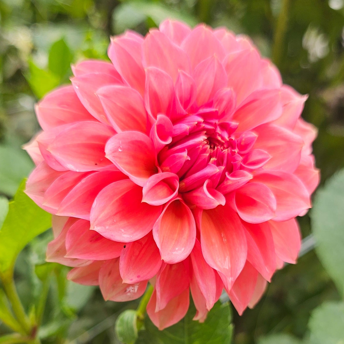 RM Pink Sugar Dahlia
