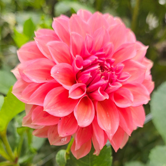 RM Pink Sugar Dahlia