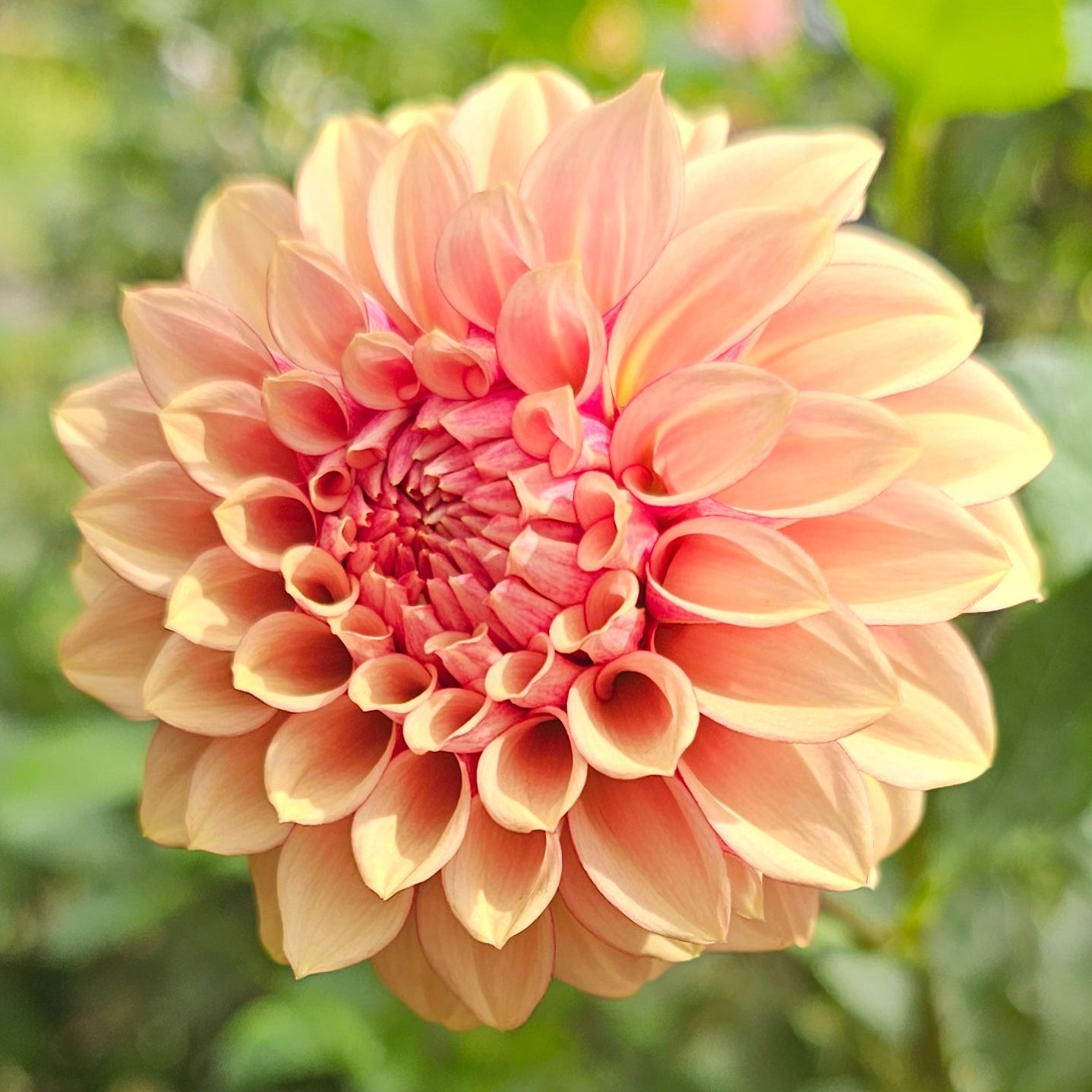 KA's®Creme Brulee Dahlia - Limit 1 * PLEASE READ DESCRIPTION