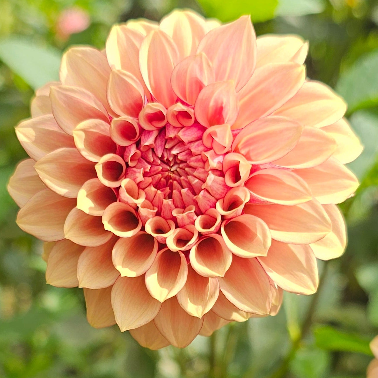 KA's®Creme Brulee Dahlia - Limit 1 * PLEASE READ DESCRIPTION