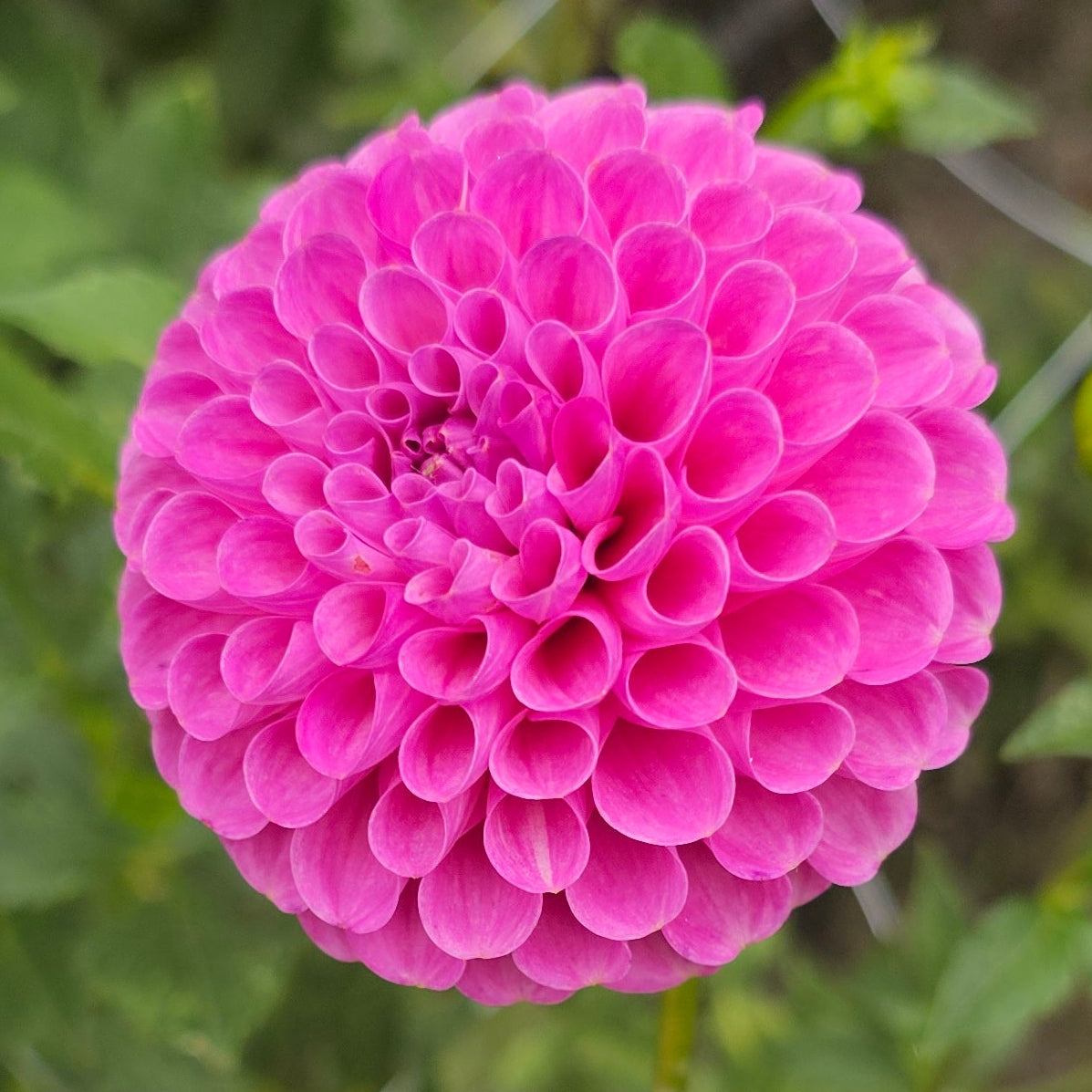 20th Ave Ingrid Dahlia