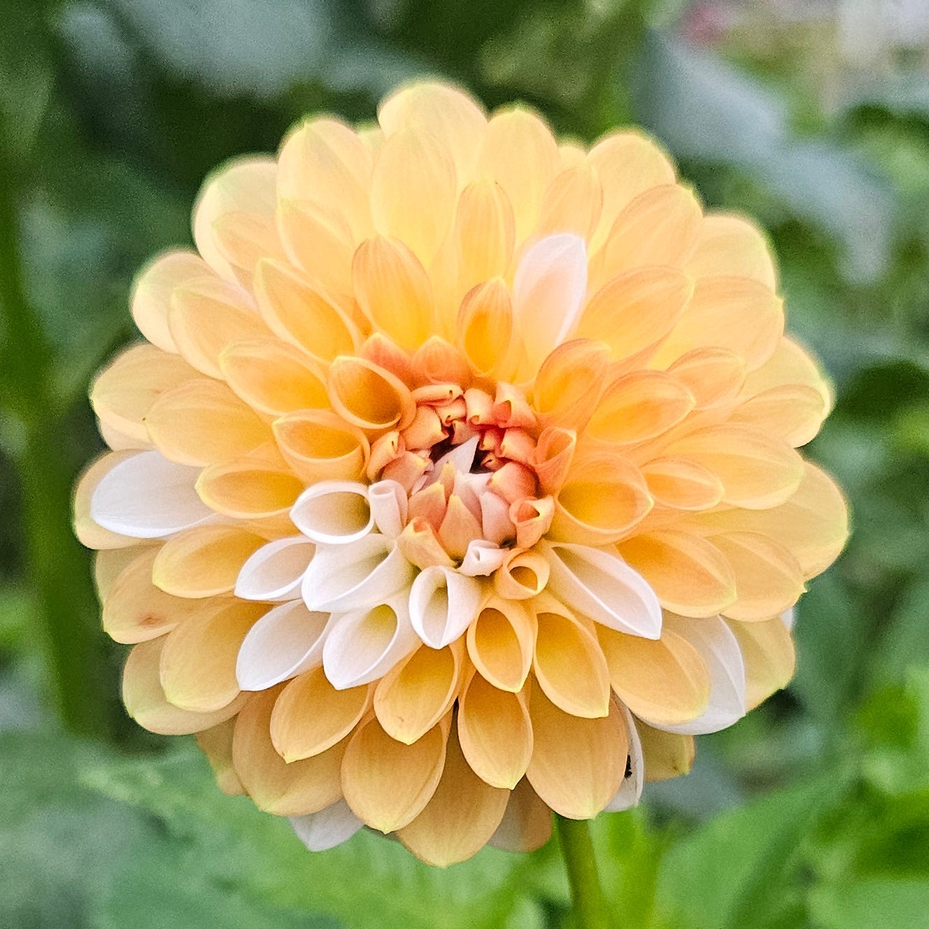 Lee's Kewpie Dahlia