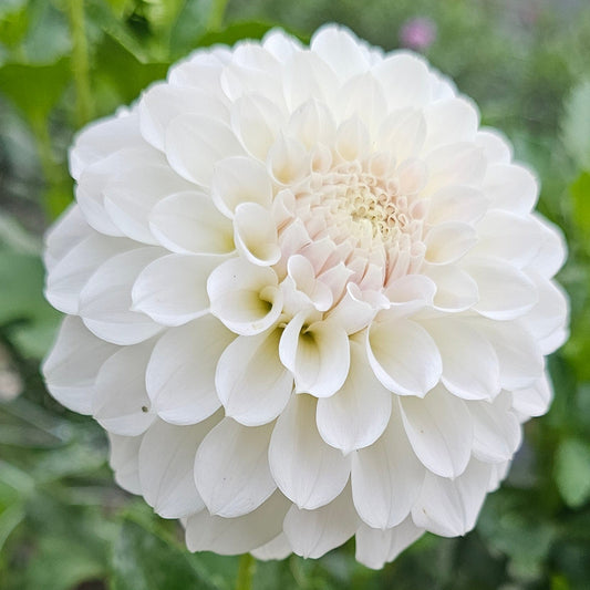 Irish Ruffles Dahlia