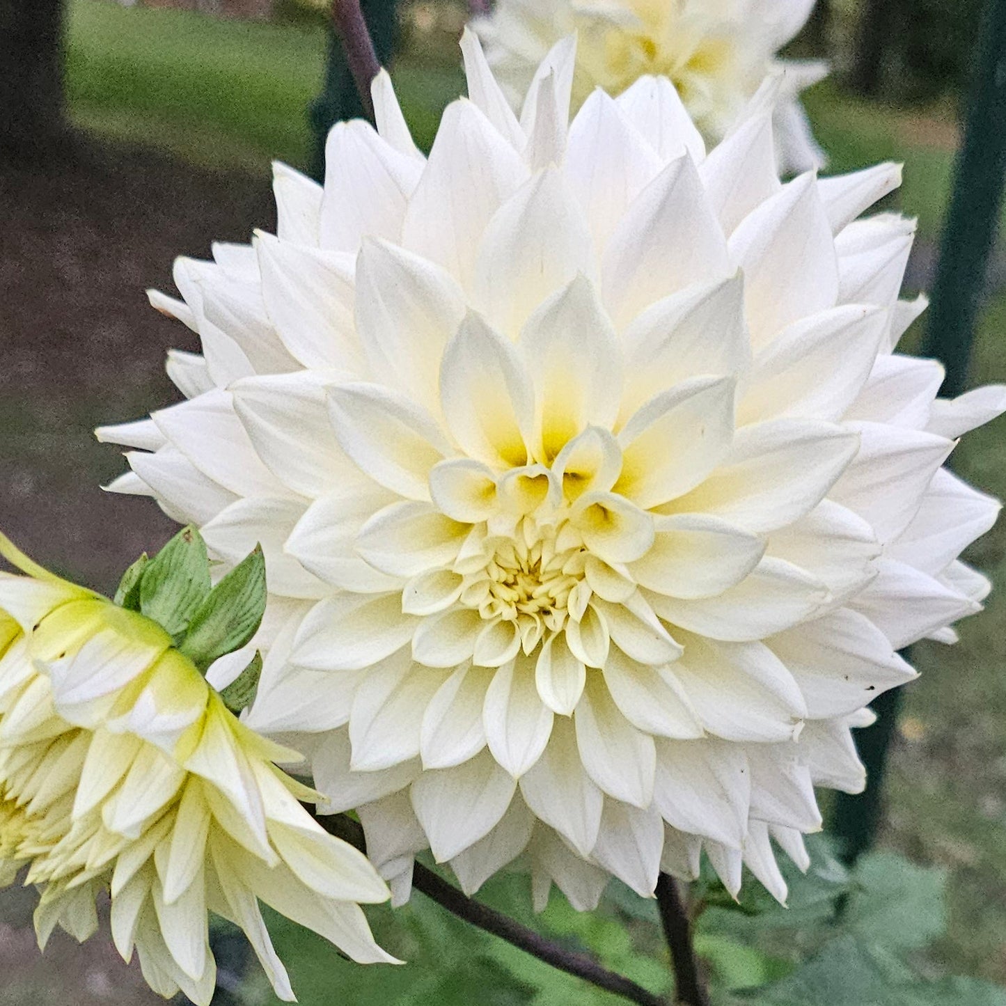 Lee's Halo Dahlia