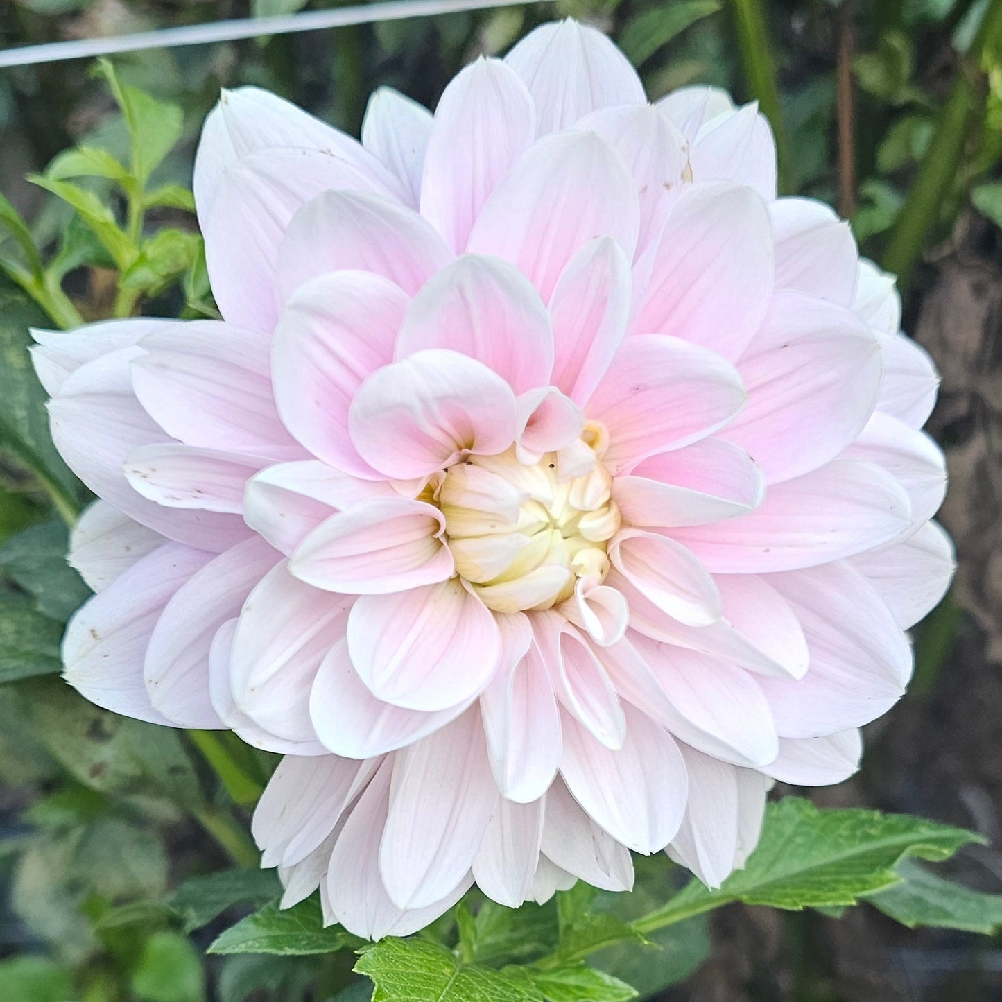 Randi Dawn Dahlia - LIMIT 1