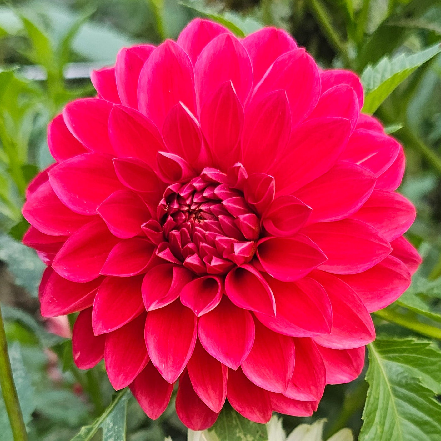 Thicket's Resilience Dahlia