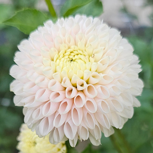 Hollyhill Pollyanna
