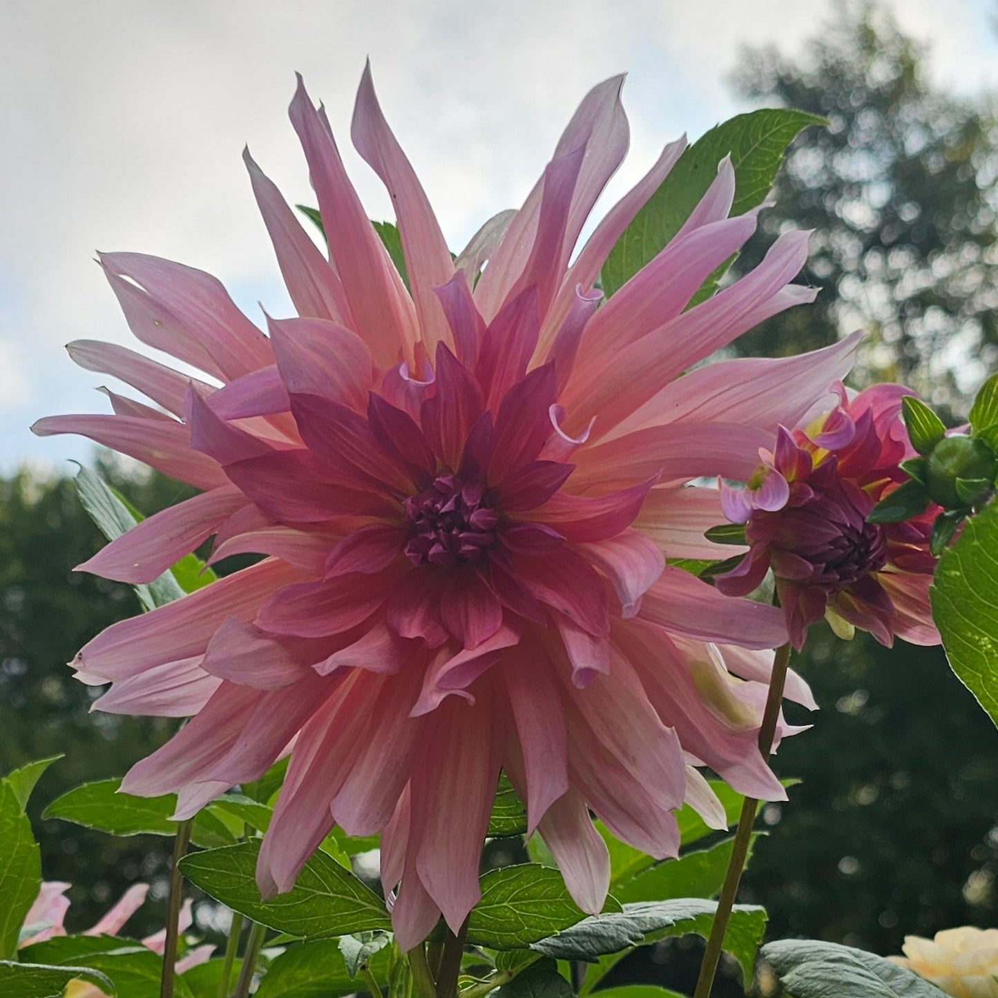 Blue Peter Dahlia