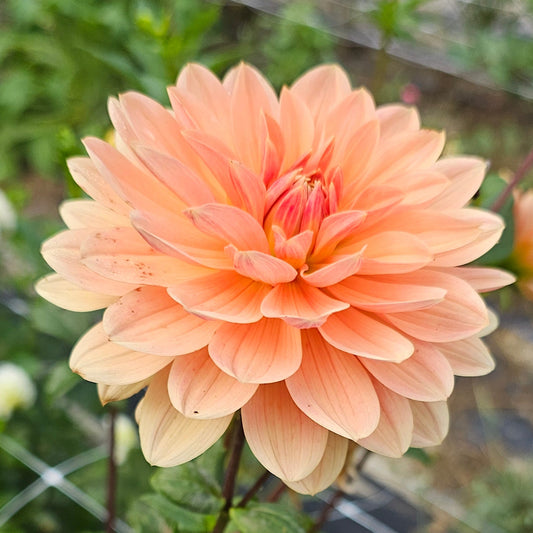 Apricot Desire Dahlia