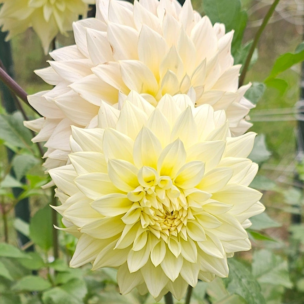 Lee's Halo Dahlia