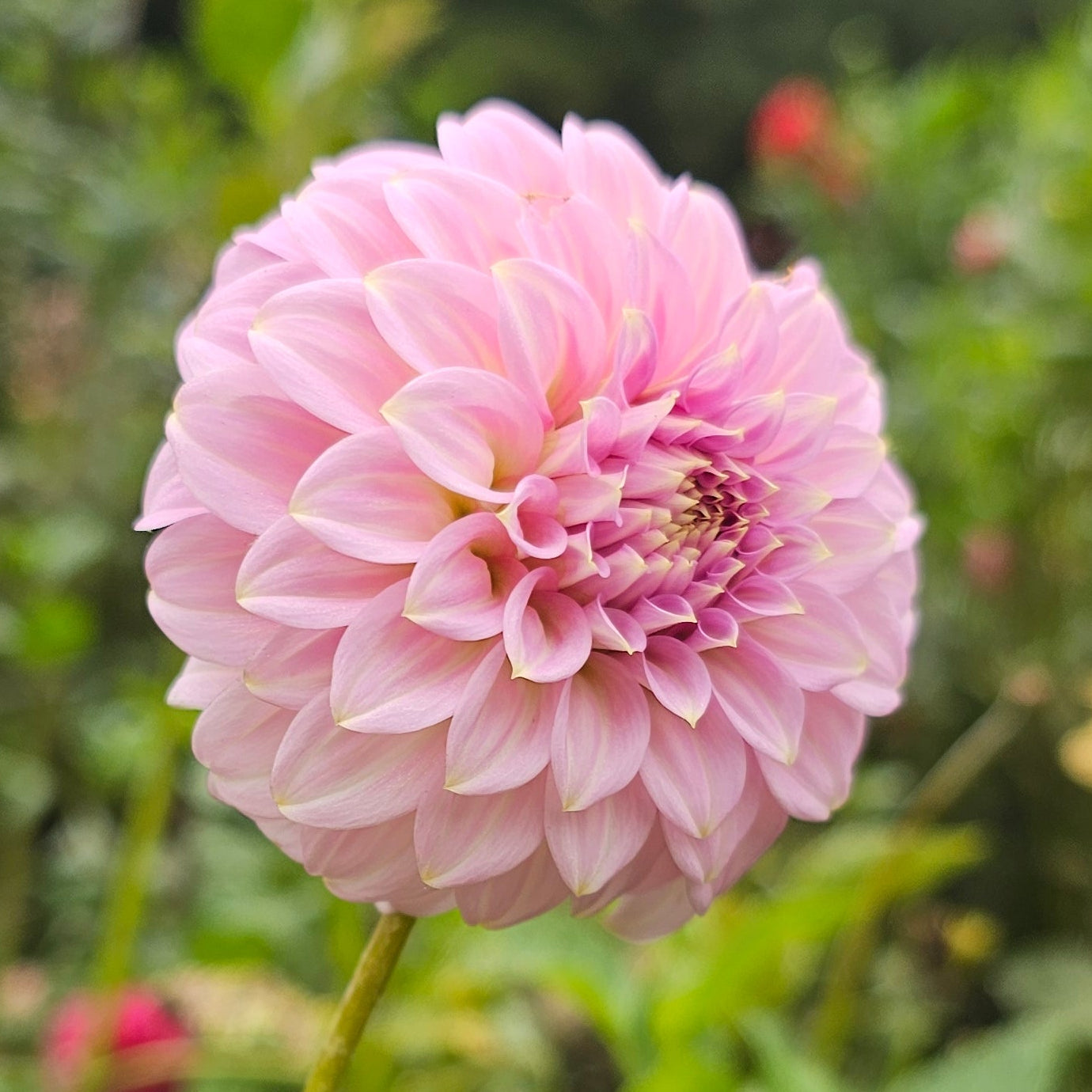 Araluen Leatrice Dahlia - LIMIT 1