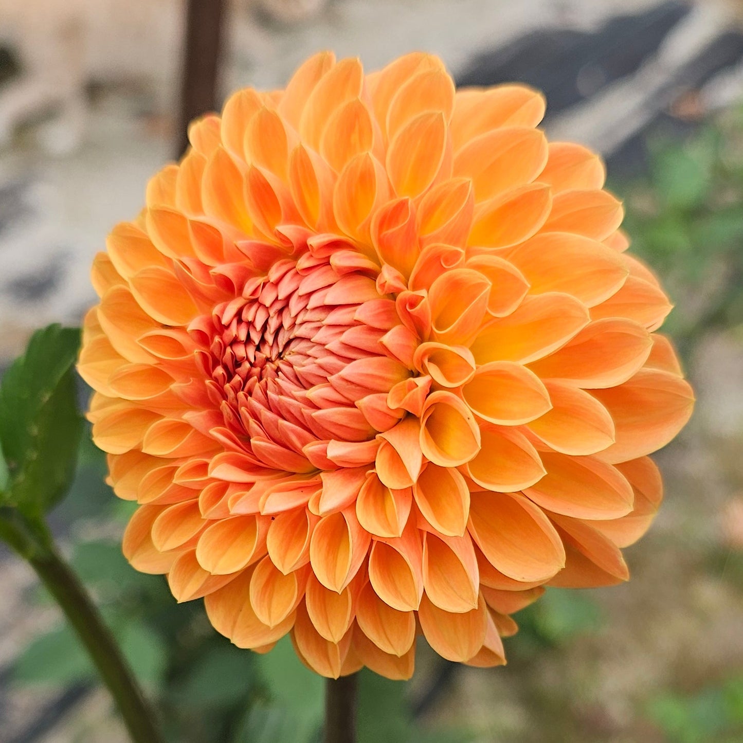 Amber Crystal Dahlia