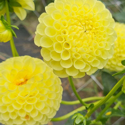 Clearview Daniel Dahlia