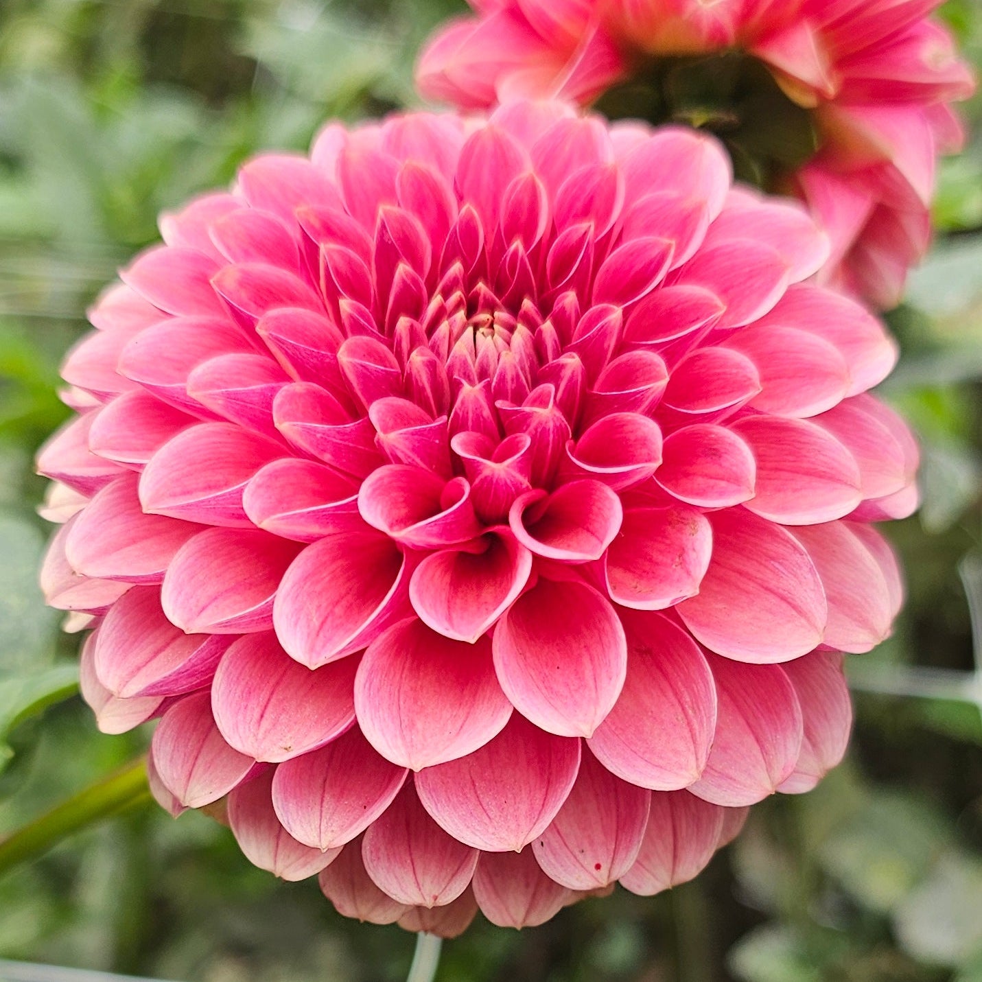 Levi's Blood Moon Dahlia - LIMIT 1