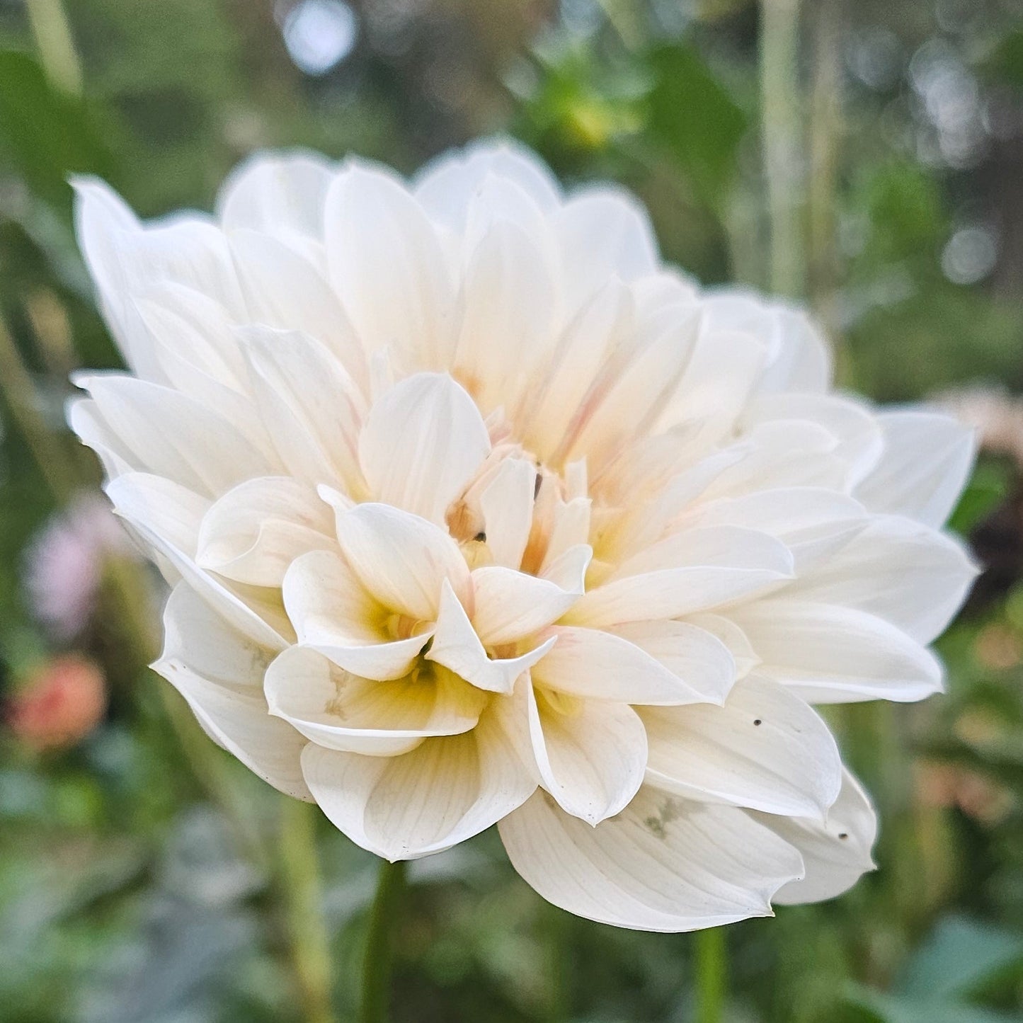Hollyhill Snowfire Dahlia