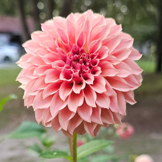 KA's® Coral Sea  - *PLEASE READ DESCRIPTION