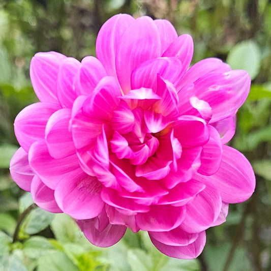 Sandia Lillian Dahlia